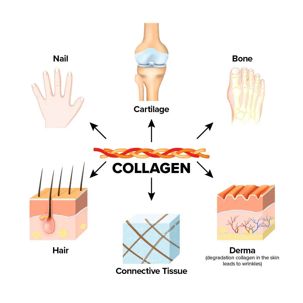 CollagenActiv Poeders